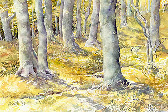 Lothlorien