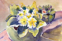 Pots o' Primroses