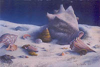Arwen's Shells