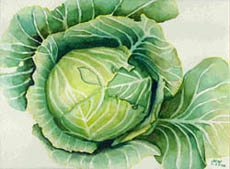 Cabbage